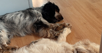 nathalie pet sitter à LUCENAY 69480_1