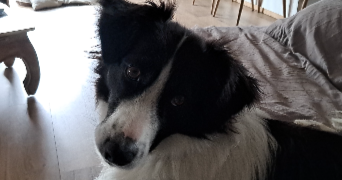 roxane pet sitter à BUROS 64160_5