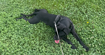selma pet sitter à ST MARTIN D HERES 38400_4