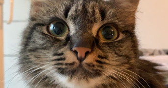 clémence pet sitter à VANNES 56000_8