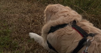ilona pet sitter à VAL D ORNAIN 55000_2