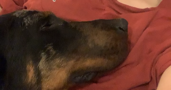 jeanne pet sitter à LILLE 59800_9