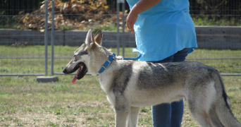 gaëlle dog sitter à COULMIERS 45130_3