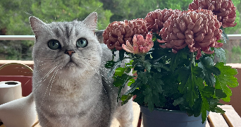 charlotte pet sitter à ST CYR SUR MER 83270_4