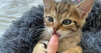 lena pet sitter à LYON 06 69006_4