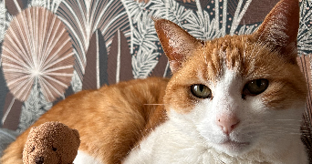 anais pet sitter à HOUX 28130_4