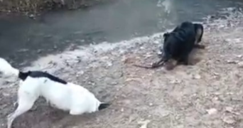 yacine pet sitter à GRABELS 34790_4