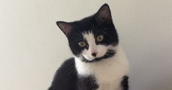 manon pet sitter à HAZEBROUCK 59190_2