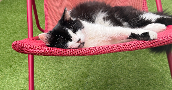 manon pet sitter à TRELAZE 49800_1