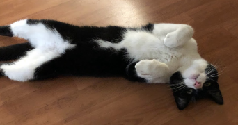 khadydia cat sitter à BOULOGNE BILLANCOURT 92100_3