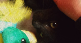 léna pet sitter à TOULOUSE 31400_1