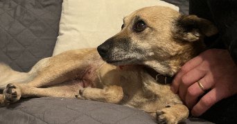 elodie pet sitter à FLINS SUR SEINE 78410_3
