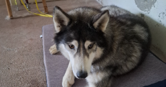 nicolas dog sitter à NANTEUIL 79400_1