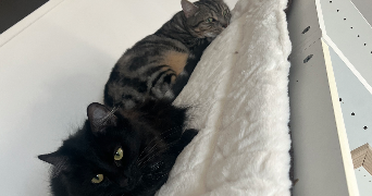 oceane pet sitter à LE PONT DE CLAIX 38800_6