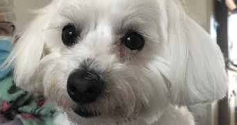 julie pet sitter à BORDEAUX 33000_0