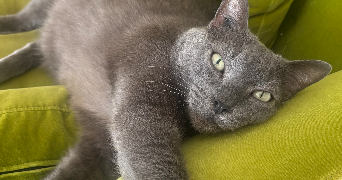 maxine pet sitter à LYON 06 69006_0