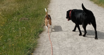 inès dog sitter à Saint Pourcain sur sioule 03500_2