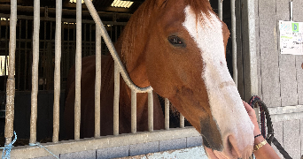 sophia pet sitter à COMPIEGNE 60200_0