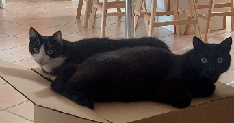 calypso pet sitter à Abzac 33230_4