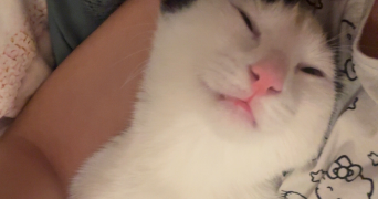 jade pet sitter à GRAND CHARMONT 25200_5