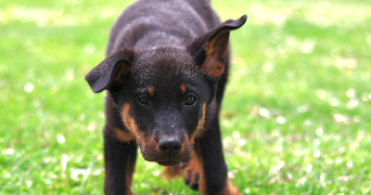 morgane pet sitter à PORTE DES BONNEVAUX 38260_1