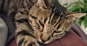 pascal pet sitter à TAVERNY 95150_3