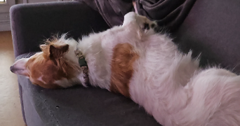 adrien pet sitter à MALAKOFF 92240_2