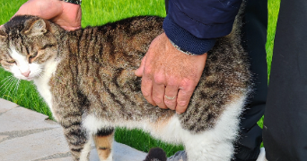 virginie pet sitter à VIAS 34450_1