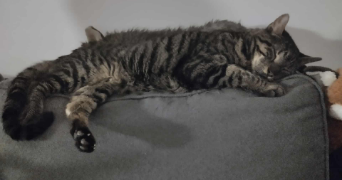 delphine pet sitter à NANTES 44200_4