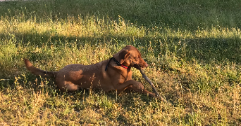 aurélie pet sitter à FRESNES 94260_3