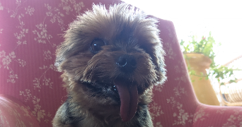 céline pet sitter à MARSEILLE 09 13009_2