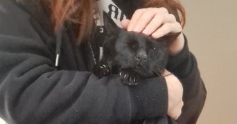 justine pet sitter à ST JORIOZ 74410_4