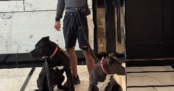 loan pet sitter à ST OUEN SUR SEINE 93400_1
