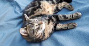 christelle pet sitter à ISQUES 62360_0