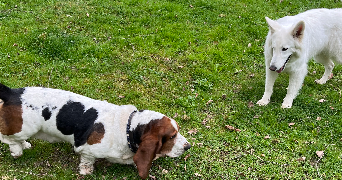catherine dog sitter à DAMAS ET BETTEGNEY 88270_7