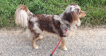 audrey pet sitter à DOUVRES LA DELIVRANDE 14440_1