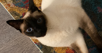 anaë pet sitter à NEUILLY PLAISANCE 93360_0