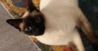anaë pet sitter à NEUILLY PLAISANCE 93360