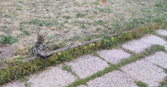 stéphanie pet sitter à VILLIERS SUR MARNE 94350_2