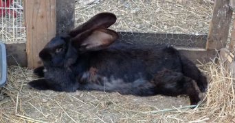 alexandra pet sitter à VAUMORT 89320_3