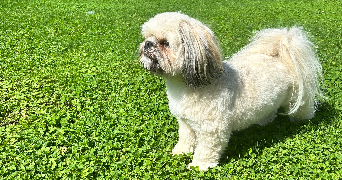 vincent pet sitter à SANTENY 94440_2