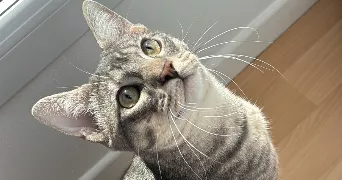 chloe cat sitter à CESSON 77240
