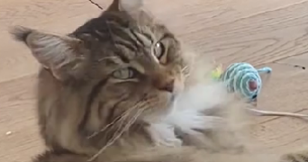 marie pet sitter à CARRIERES SUR SEINE 78420_7