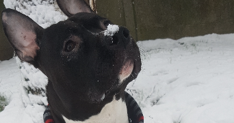 lietard pet sitter à LILLE 59800_8
