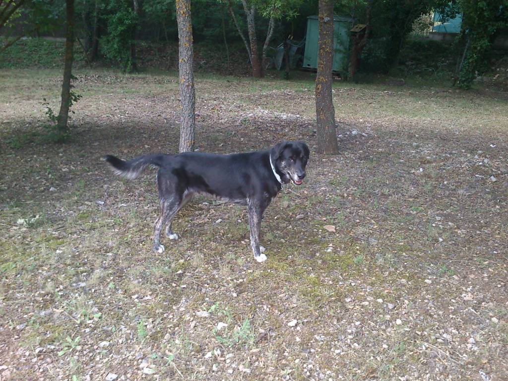 Patrick pet sitter à Tourves 83170_0