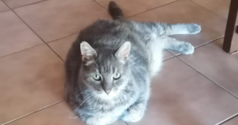 sacha pet sitter à Aix-en-Provence 13090_2