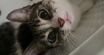 éloïse pet sitter à AMIENS 80000_1