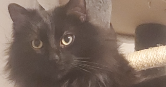 aurélie pet sitter à MONTEREAU FAULT YONNE 77130_3