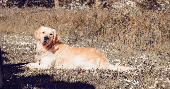 maëlys pet sitter à Issel 11400_5