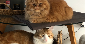 emma pet sitter à ST ETIENNE 42000_2